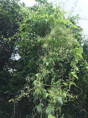 Neoalsomitra clavigera