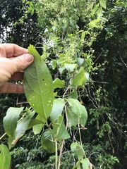 Neoalsomitra clavigera