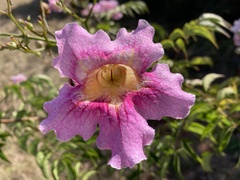 Podranea