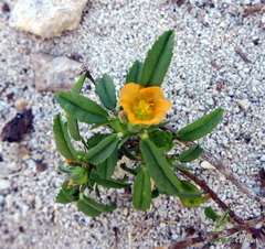 Sida ciliaris