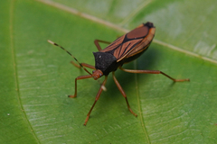Anasa nigricollis