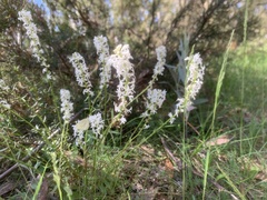 Stackhousia monogyna