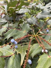 Berberis oiwakensis