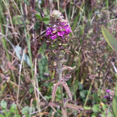 Pedicularis spicata