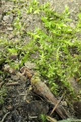 Leptodictyum