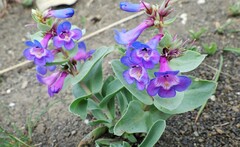 Penstemon nitidus