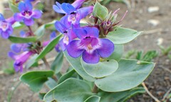 Penstemon nitidus