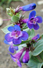 Penstemon nitidus