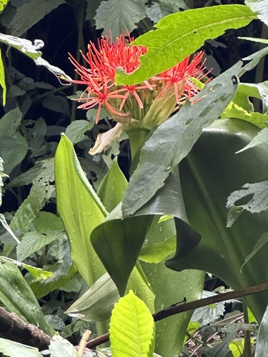 Scadoxus multiflorus image