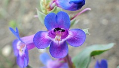 Penstemon nitidus