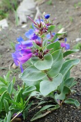 Penstemon nitidus