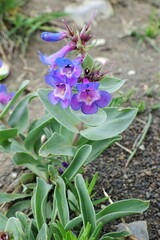Penstemon nitidus