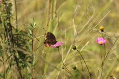 Gyrocheilus patrobas patrobas