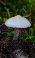 Inocybe lilacina