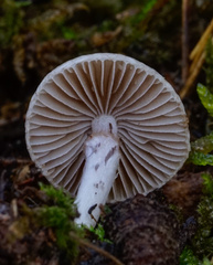 Inocybe lilacina