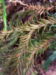 Phlegmariurus