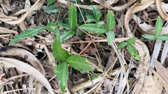 Tetrastigma formosanum