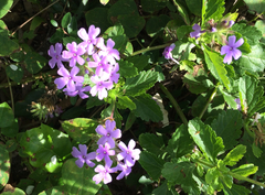 Glandularia maritima