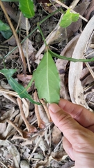 Tetrastigma formosanum
