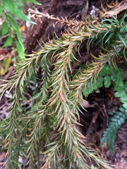 Phlegmariurus