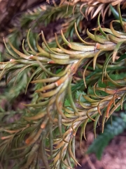 Phlegmariurus