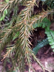 Phlegmariurus