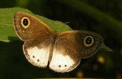 Ypthima ceylonica