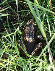 Rana amurensis