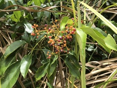 Heptapleurum ellipticum