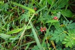 Indigofera spicata