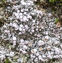 Lecanoromycetes