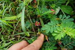 Indigofera spicata
