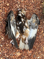 Hamirostra melanosternon