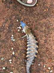 Tiliqua scincoides intermedia