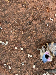 Tiliqua scincoides intermedia