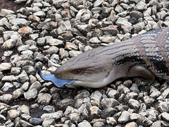 Tiliqua scincoides intermedia