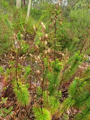 Stylidium laricifolium