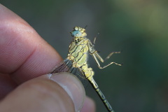 Gomphus pulchellus