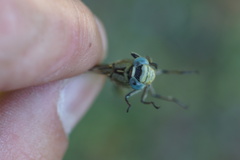 Gomphus pulchellus