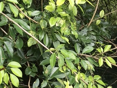 Heptapleurum ellipticum