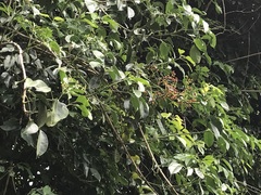 Heptapleurum ellipticum