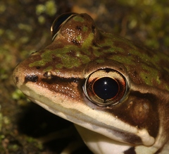 Lithobates maculatus
