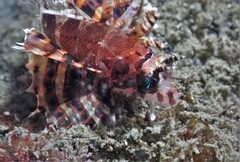 Dendrochirus brachypterus