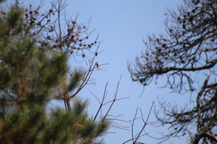 Empidonax fulvifrons