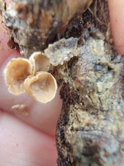 Schizophyllum amplum