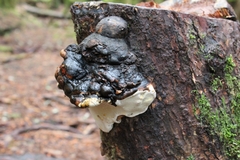 Fomitopsis