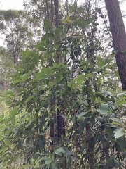 Lophostemon confertus