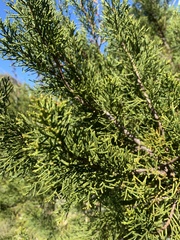 Halocarpus bidwillii