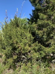 Halocarpus bidwillii
