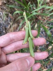 Crotalaria lanceolata